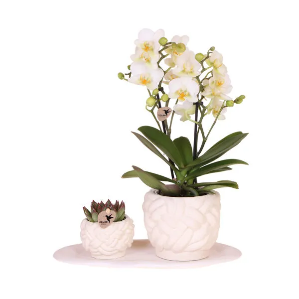 BOTANICAL GIFTSET SMALL  PURE HARMONY