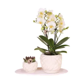 Botanical Giftset small - Pure Harmony